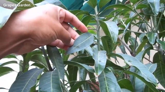 How To Find Mango Variety By Its Leaves (Chaunsa, Anwar Ratol, Sindhri, Dusehri)