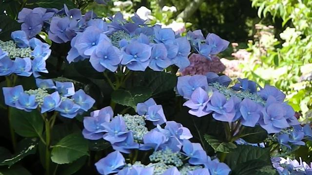 Hydrangea macrophylla Blaumeise смотреть онлайн