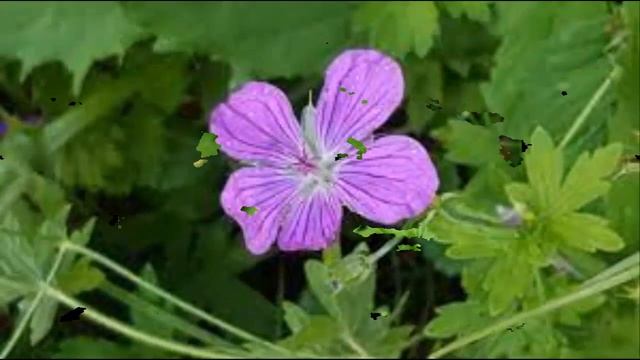 #Герань1 #Цветы садовые71 Декоративные растения смотреть онлайн