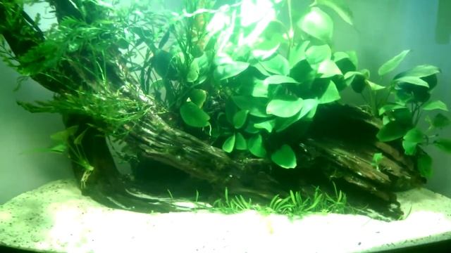 Угловой аквариум 85 литров смотреть онлайн