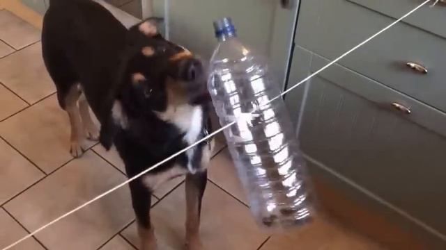 DIY Dog games from Joyful Dog Training - "Spin the bottle" смотреть онлайн