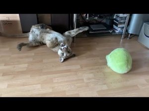 Лягушка- новая любимая игрушка пумы Месси