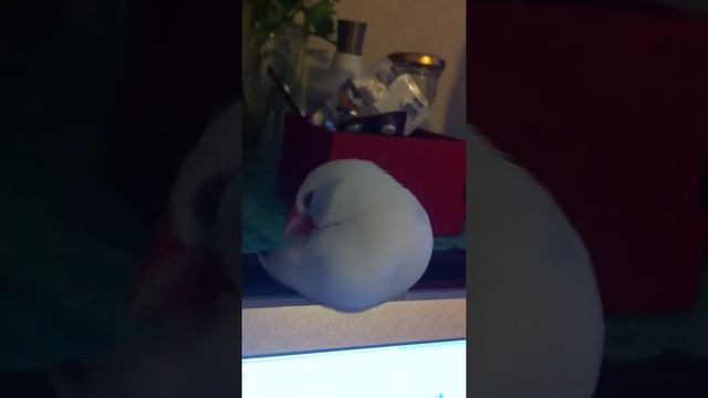 居眠り文鳥 sleeping java sparrow смотреть онлайн