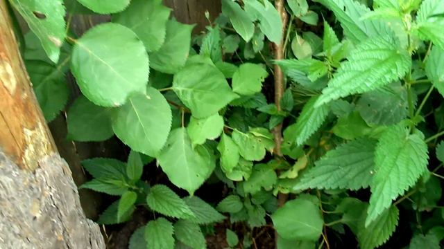 Результат прививки абрикоса и вишни на сливу. смотреть онлайн