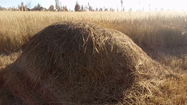 ПикчерzZ Первый «Путь героя. Жизнь в Раю» ПЕЧЕНЕГ НЕ ПРОЙДЁТ смотреть онлайн