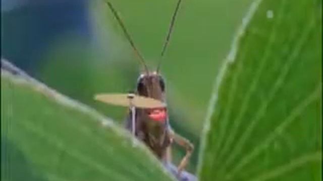 Юмор, прикол, песни от животных смотреть онлайн