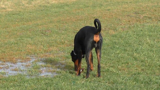 Doberman смотреть онлайн