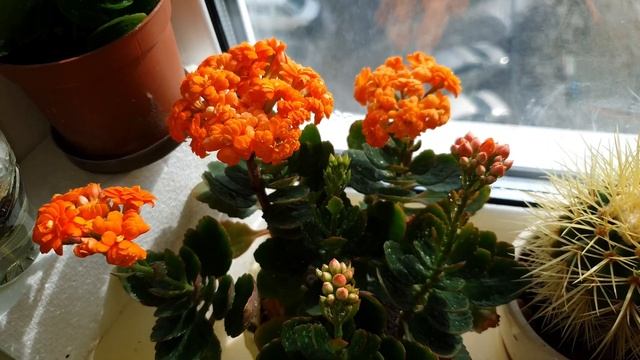 Kalanchoe. Kalanchoe Home Flowering.Каланхоэ домашнее цветение. Рукажоп в действии!