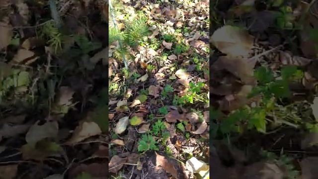 саженцы пихты Сибирской, выращенные из семян. смотреть онлайн