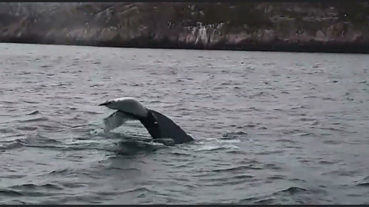 киты смотреть онлайн