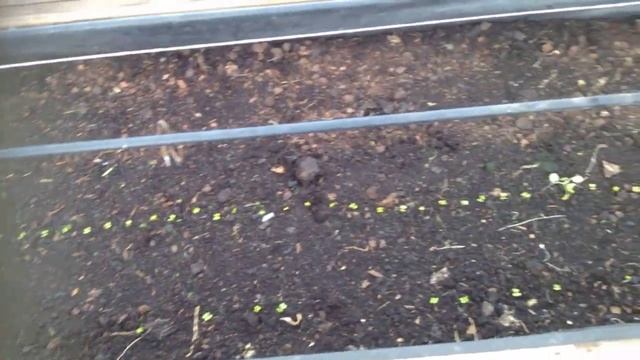 10/18 Всходы редиса на 15.01.2018г. смотреть онлайн