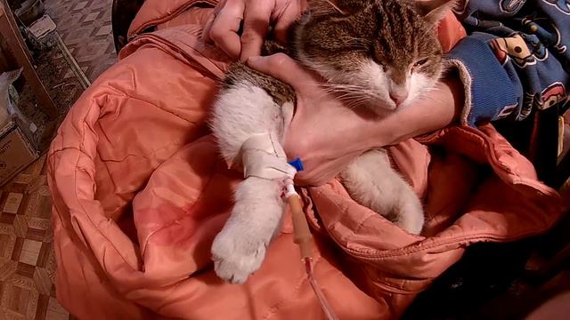 Мурзон отравился \\ В деревню! смотреть онлайн