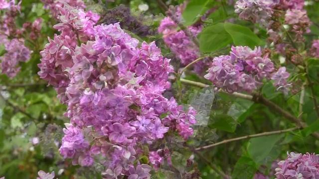 Сиреневый запах. Дачные картинки 2023 смотреть онлайн