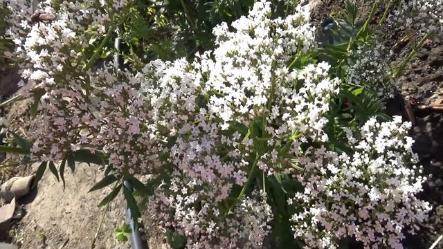 21 июня 2022 года - величайшее событие на все времена. День Летнего Солнцестояния - новое начало дл смотреть онлайн