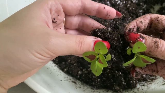 Черенки крупнолистной гортензии зимой в домашних условиях. Профсемена.Пикирую колеусы и герберу смотреть онлайн