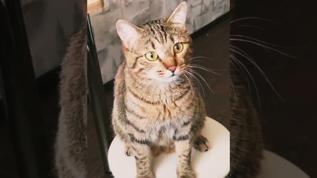 Ухохочешься с Этими Котиками #tiktok #tiktokvideo