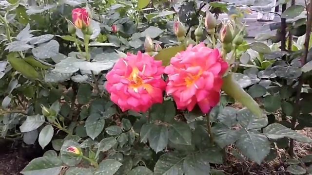 Помогите определить сорт розы. смотреть онлайн