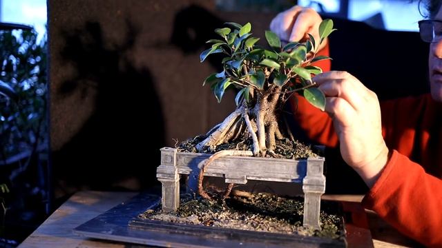 Pruning My Ginseng Ficus Bonsai, The Bonsai Zone, Dec 2020 смотреть онлайн