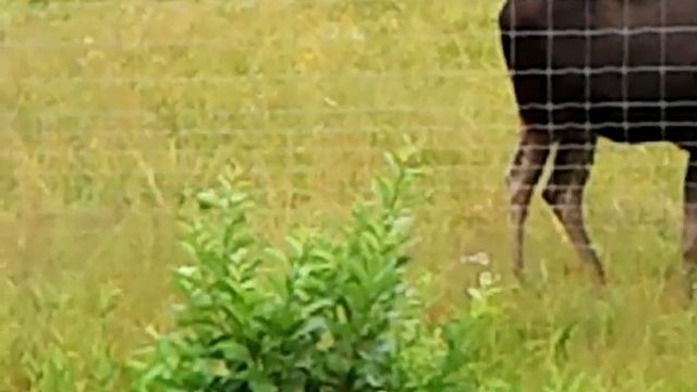 Шведский лось огромный с большими рогами. смотреть онлайн
