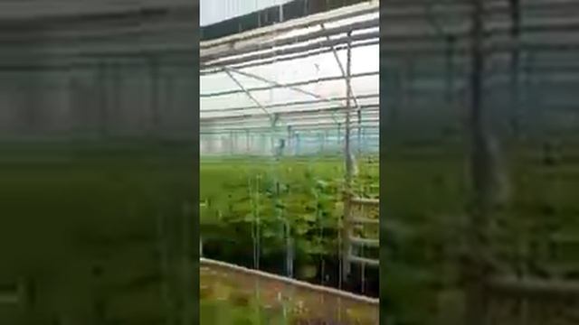 Зеленый рай теплиц.ру смотреть онлайн