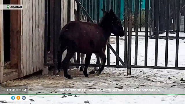 В Абаканском зоопарке выбирают имя ослице смотреть онлайн