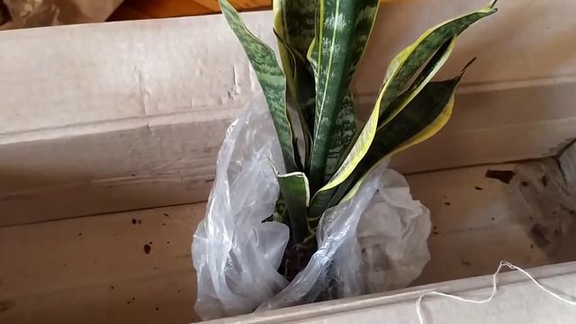 Пересадка слона алоказии и розпаковка посылки с ароидными и подарками 😍 смотреть онлайн