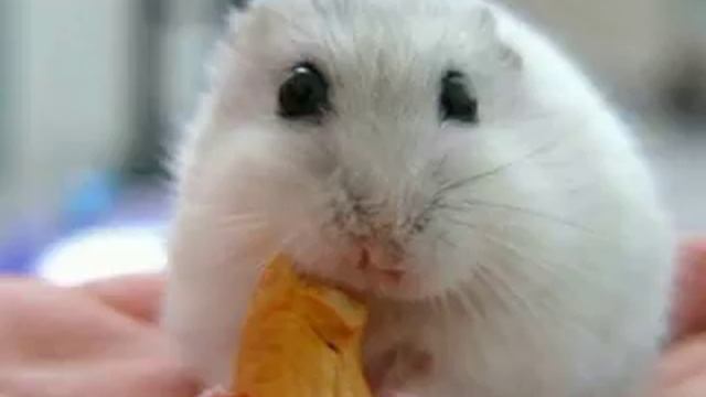 Что нужно подготовить для джунгарика часть 1, питание джунгарского хомяка смотреть онлайн