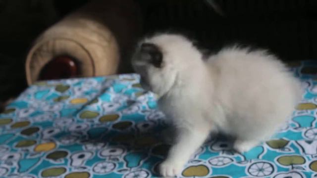 Ragdoll KittyGrad смотреть онлайн