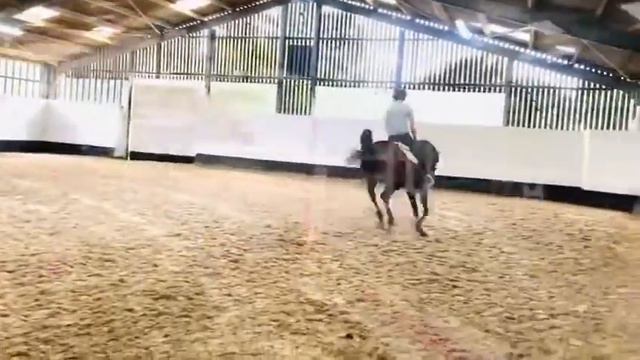 5yo mare Croydon x Cornet Obolensky x Chacco Blue смотреть онлайн