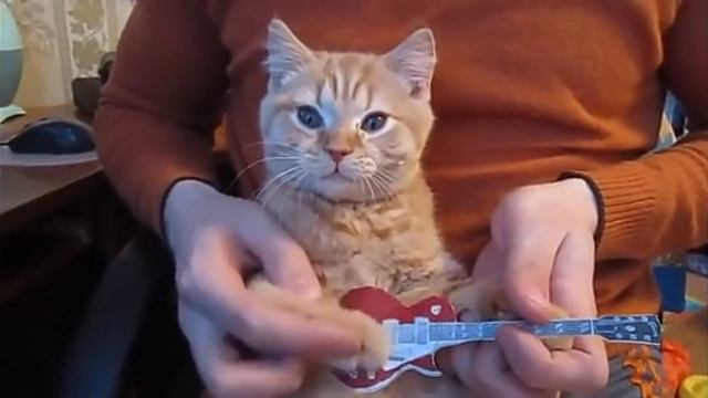 котик играет на гитаре) смотреть онлайн