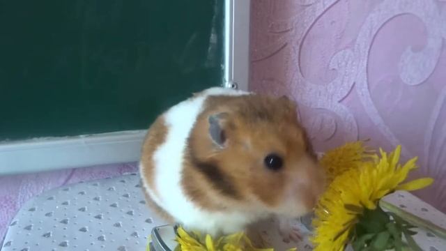 Сирийский хомяк и одуванчики Что можно хомяку ЖИЗНЬ ХОМЯКОВ ЖИЗНЬ ДОМАШНЕГО ХОМЯКА @user-bx4nf1f смотреть онлайн