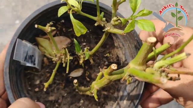 How to Grow Red Chilli Plant From Cutting | Best & easy Method to grow Chilli Plants without seeds смотреть онлайн