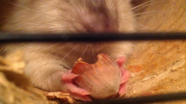 Крысобелка смотреть онлайн