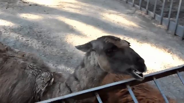 Goat and Llama funny sneeze - Козлик и Лама чихают Odessa 2015 (HD) смотреть онлайн