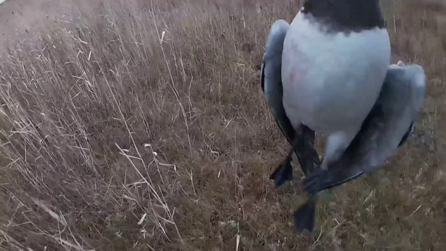 МОРЕ ГУСЯ ! ОСЕННЯЯ ОХОТА НА ГУСЯ. смотреть онлайн