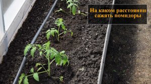 На каком расстоянии сажать помидоры