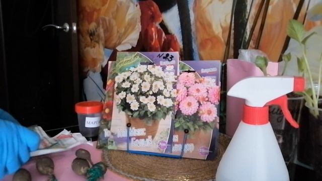 Раскрываю 5 секретов: что делать с георгинами, после покупки в магазине смотреть онлайн