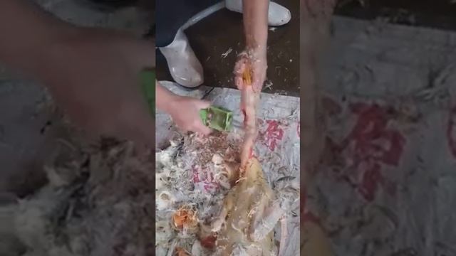 Электрические щипцы для удаления мелких перьев, пеньков и волосков птицы смотреть онлайн