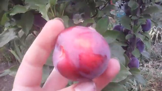 Колоновидная слива смотреть онлайн