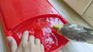 Попугай Корелла купается !Бассейн для попугая Кореллы!Гучи купается