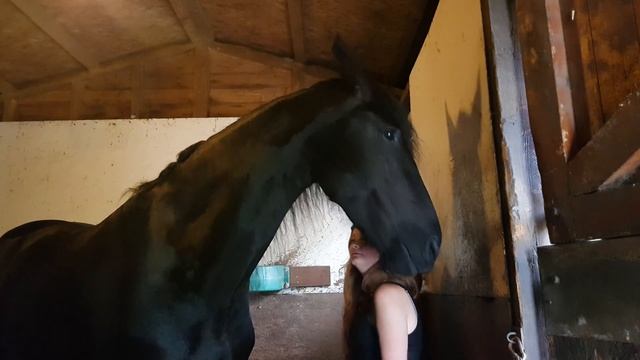 Phoenix actually shows her owner where to itch! смотреть онлайн