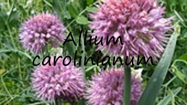 How to pronounce Allium carolinianum in Dutch? смотреть онлайн