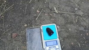 Сорт ежевики Валдо   самый,самый