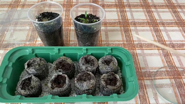 Кошмар! Семена дихондры не взошли… Мои ошибки в посадке смотреть онлайн