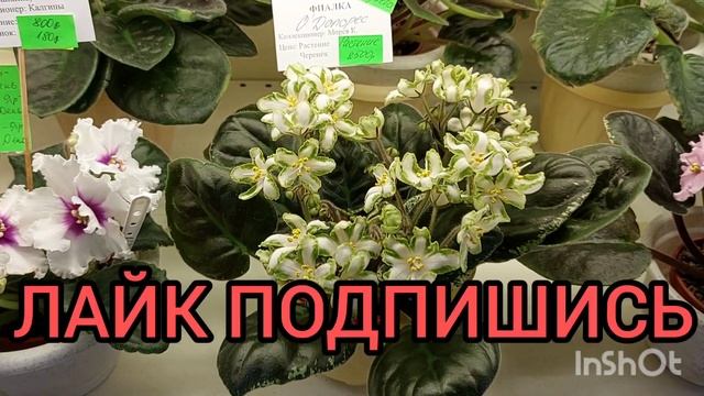 24.03.-04.04.23/Выставка фиалок/Весенняя коллекция#фиалки#выставка#домфиалокнапятницкой# смотреть онлайн
