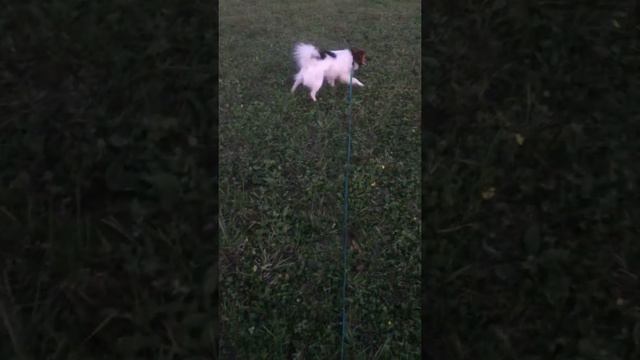 Они потерялись??? На закате 🌅 прогулка с собакой Бони 🐶 горы ⛰ леса 🌳 красивая природа смотреть онлайн