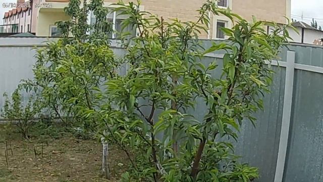 Персик.Болезни и вредители. Курчавость листьев персика. Признаки и методы борьбы.Делан. смотреть онлайн