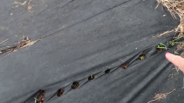 ?FIRST 2021 GARDEN TOUR | How Did the Weed Guard Fabric Over-Winter? смотреть онлайн