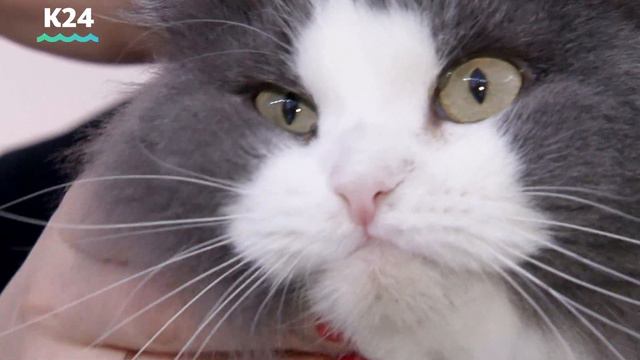 Котокафе Никомур смотреть онлайн