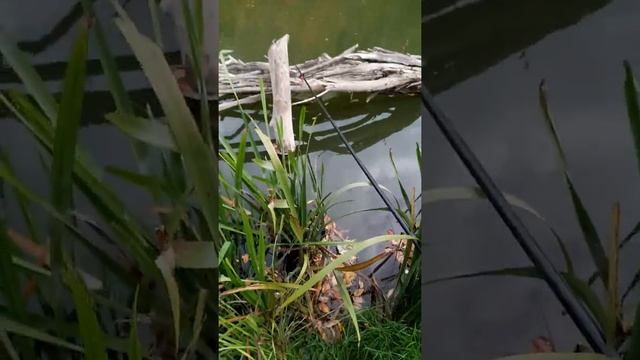 Голавль на кукурузу смотреть онлайн